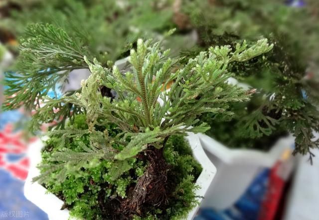 6种便宜花,用心养一年,麻雀变凤凰,越养越精贵