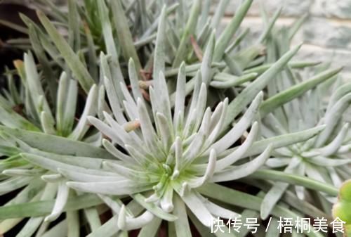 爱杜丽丝是仙女杯属的经典多肉，不但好养且养成老桩后充满沧桑感