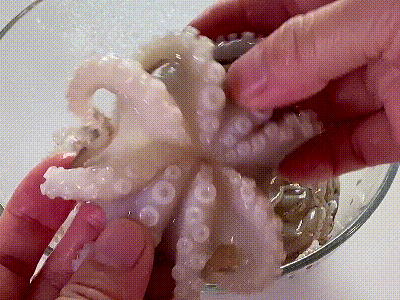 日常|#我的养生日常-远离秋燥# ?白灼八爪鱼?