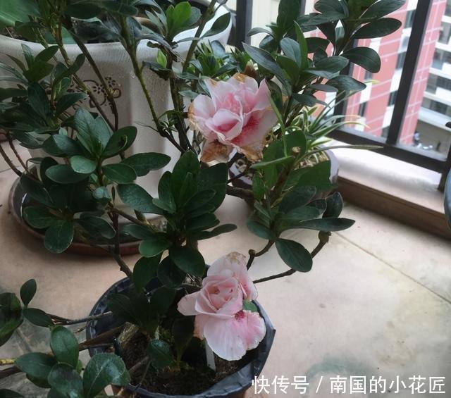 花市的杜鹃开得正艳，买盆回家养，养的时候注意，小心掉叶子
