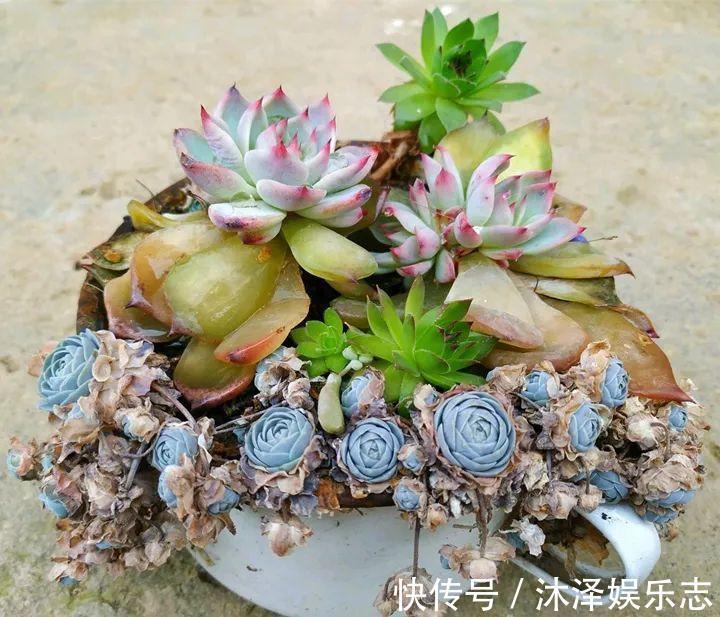 农村爷爷养多肉,破缸、破鞋里都塞满,照样养的肥嘟嘟!