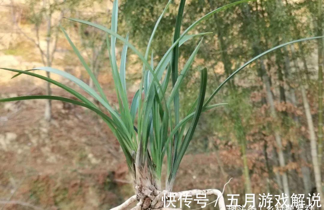 种植兰花,如果花盆中出现这两种现象,兰根茁壮兰苗旺盛就不难