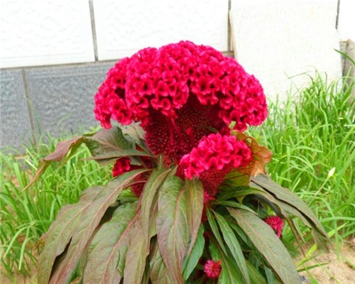 盆栽鸡冠花如何养教你3个养护鸡冠花的妙招，花开爆盆热情如火