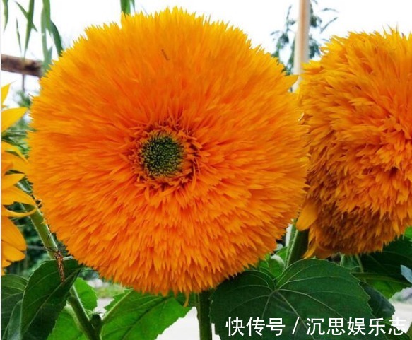 向日葵|此“奇花”，既像“玩具熊”，又像“金光太阳”，比菊花更好养