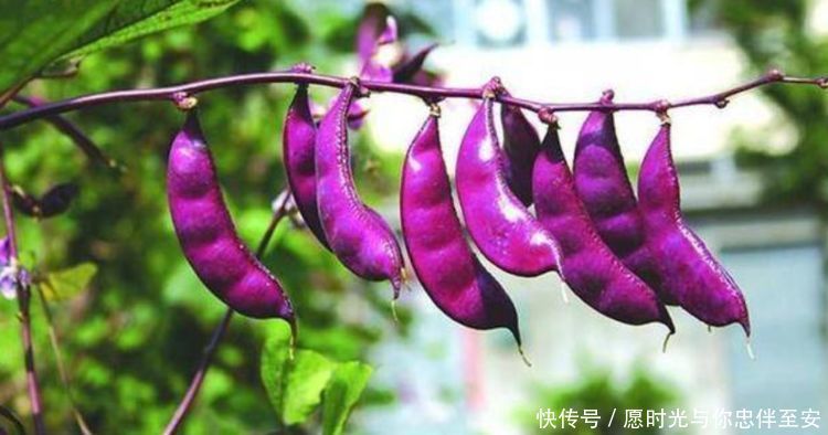 推荐|中年人推荐多吃3种食物,排毒养颜、滋润肌肤,越吃越年轻