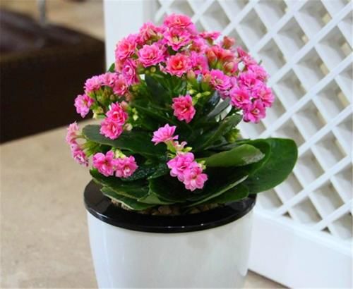 冬天长寿花有“5怕”，难怪落叶冻伤不开花，学会了叶子肥开花多