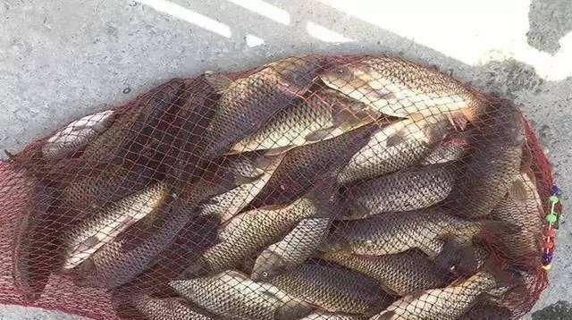 大师是这样用玉米钓鱼的,以及老坛玉米的制作方法