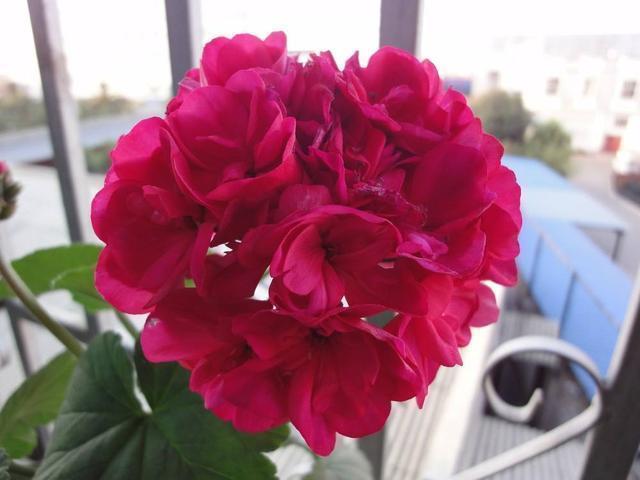 开花机器|这花被称“开花机器”,一开上百朵,爆盆花球年年有,邻居都羡慕