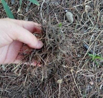 叶土|养花不用买土,自己就能做,保水又透气