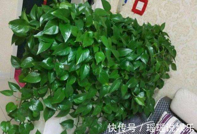花生|养绿萝,花盆埋上一勺“它”,半年不管它,叶子巴掌大,养出60盆