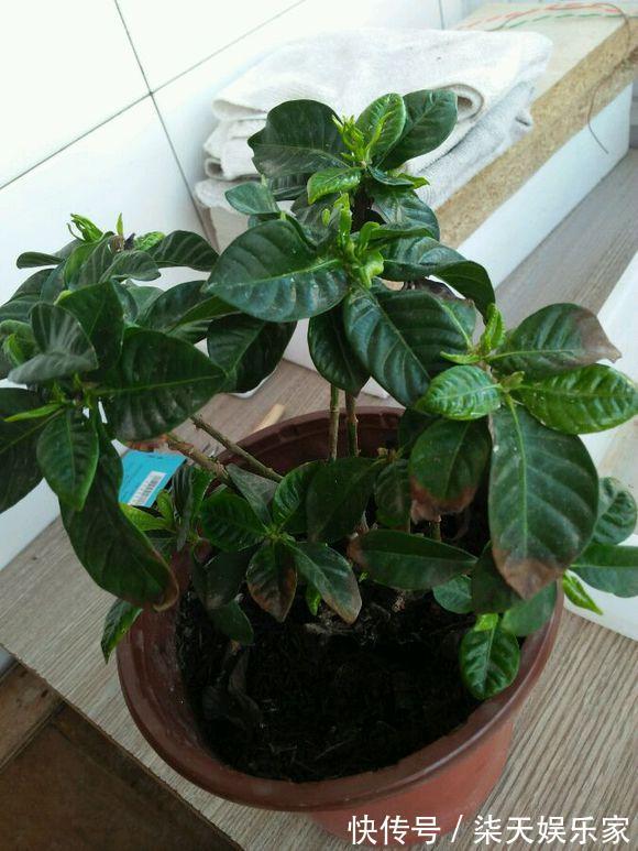 钾肥|栀子、茉莉不开花这么一处理,花苞“嗖嗖冒”,花朵洁白、芳香