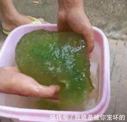 情绪|小伙在岸边捡到“外星”生物，专家的一番话让他情绪当场失控