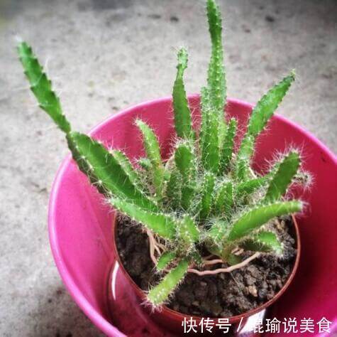 花盆|4种“果核”不要扔,埋土里,5天之后“惊喜”不断,观叶又收果!