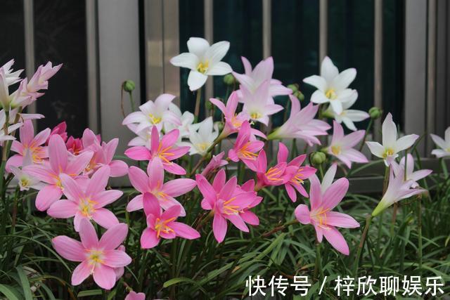 风雨兰这样养护,生长速度快开花美丽,能一直开到11月份