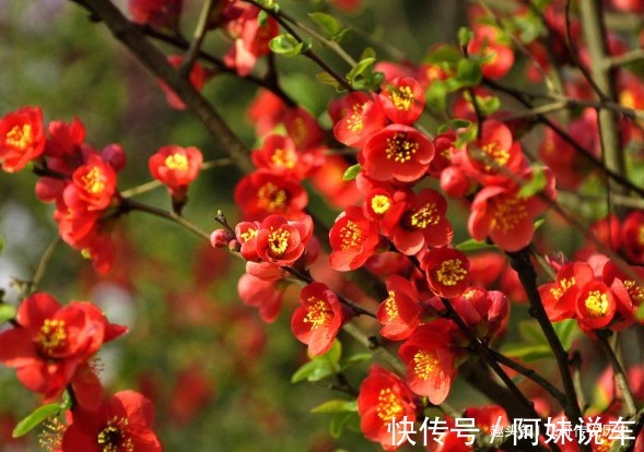 此花是花中贵妃,花色美丽明艳,但是象征着苦恋