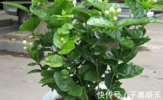 修剪|茉莉花的修剪工作分成3个阶段,掌握好修剪技巧,花开满枝头