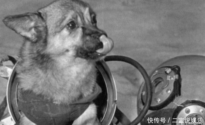 苏联曾把一只3岁狗狗送去太空,63年过去,它还在地球轨道流浪