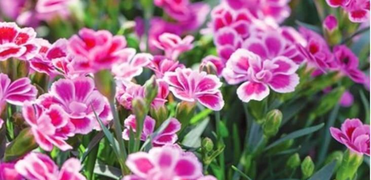 3种花养家里,旺运又旺财,聪明人都在养,你家有吗