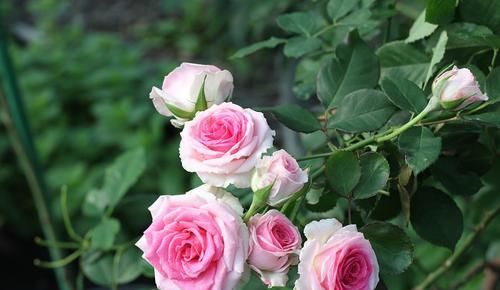 香气|最受欢迎的3种花,开花几个月,香气浓郁,漂亮喜庆,是盆栽佳品