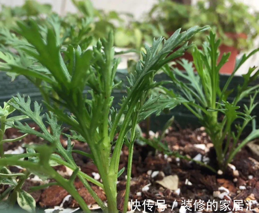 6种花别养老桩,越老越不开花,赶紧扦插备份