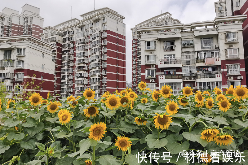 东户|买房同一栋楼,为何“西户”比“东户”先卖完建筑学家给出答案