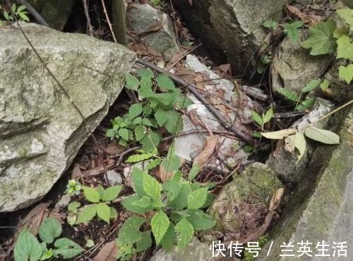 活血化瘀|十人九腰痛，农村不起眼的野草，价值极高，活血化瘀，缓解疼痛