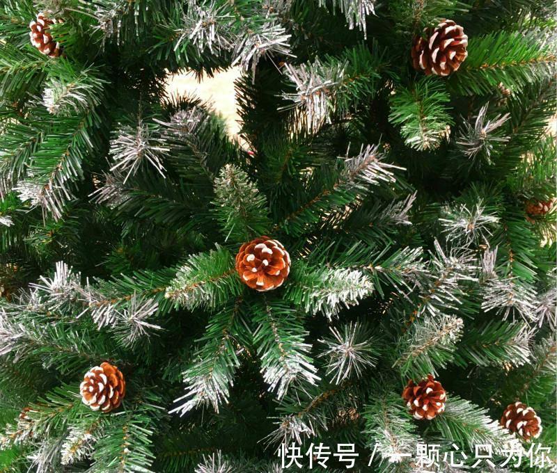 圣诞将至,阳台挑个盆栽,摇身一变圣诞树