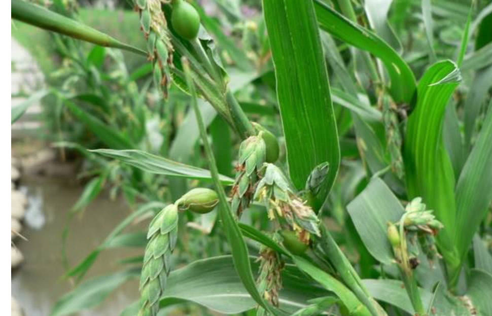 农村地区|农村这种野草,被人们称为“来尿珠”有着不少的价值!