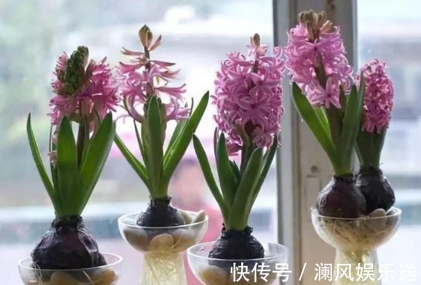 花卉|秋天了,就养4种花卉盆栽,好养易活,开花多,美极了!