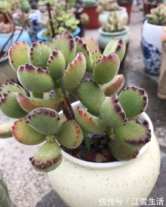 阳台党|5种多肉难出状态，就要狠狠虐，不然干脆送人！