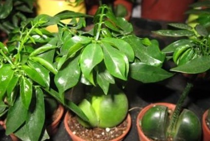 此种盆栽最好养，把种子扔水里泡开就活了，寿命长达60年！