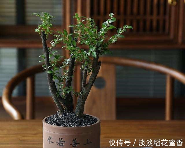 此花再贵,家里都要养2盆,除“细菌”驱害虫,价值珍贵增福气!