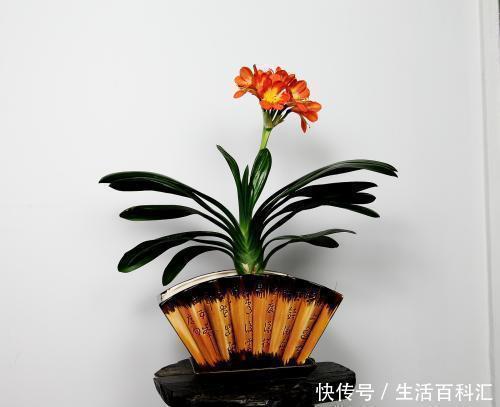 植物|家里万万要养这几种植物,聪明人都懂,难怪家人身体越住越健康