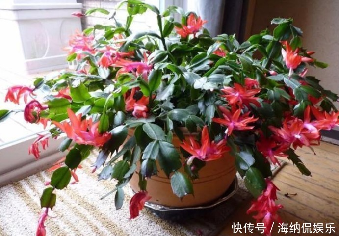 家里阳台养此款花,新手也能养爆盆,好养又漂亮,开花特别多!