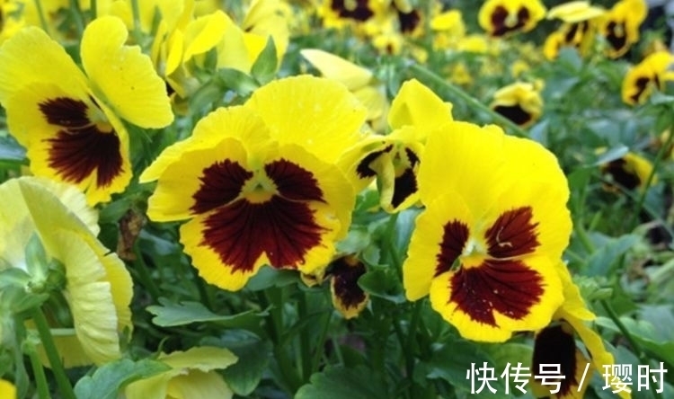 山茶花|家里阳台养此款花,新手也能养爆盆,比香水都好闻,满屋子都是香