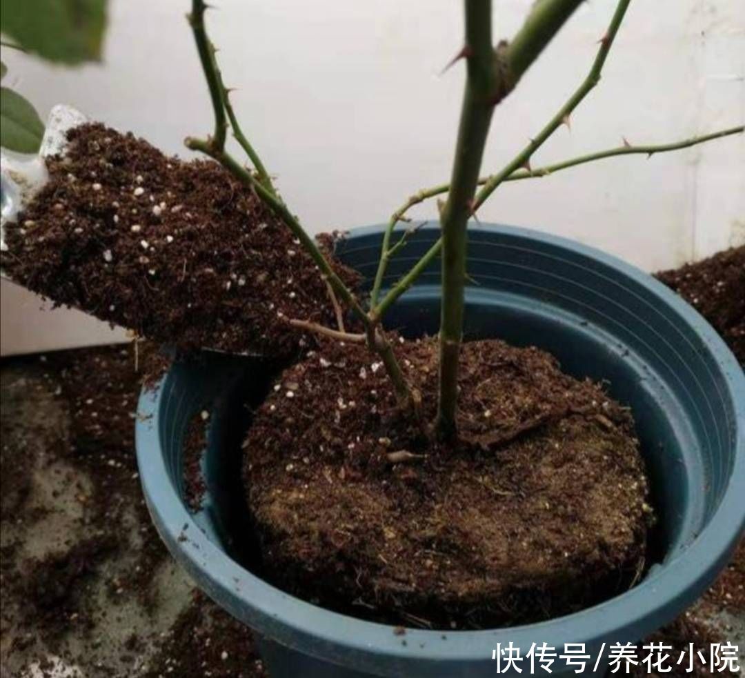 秋天|秋天给花卉换盆，4个关键点要注意，否则也是难服盆