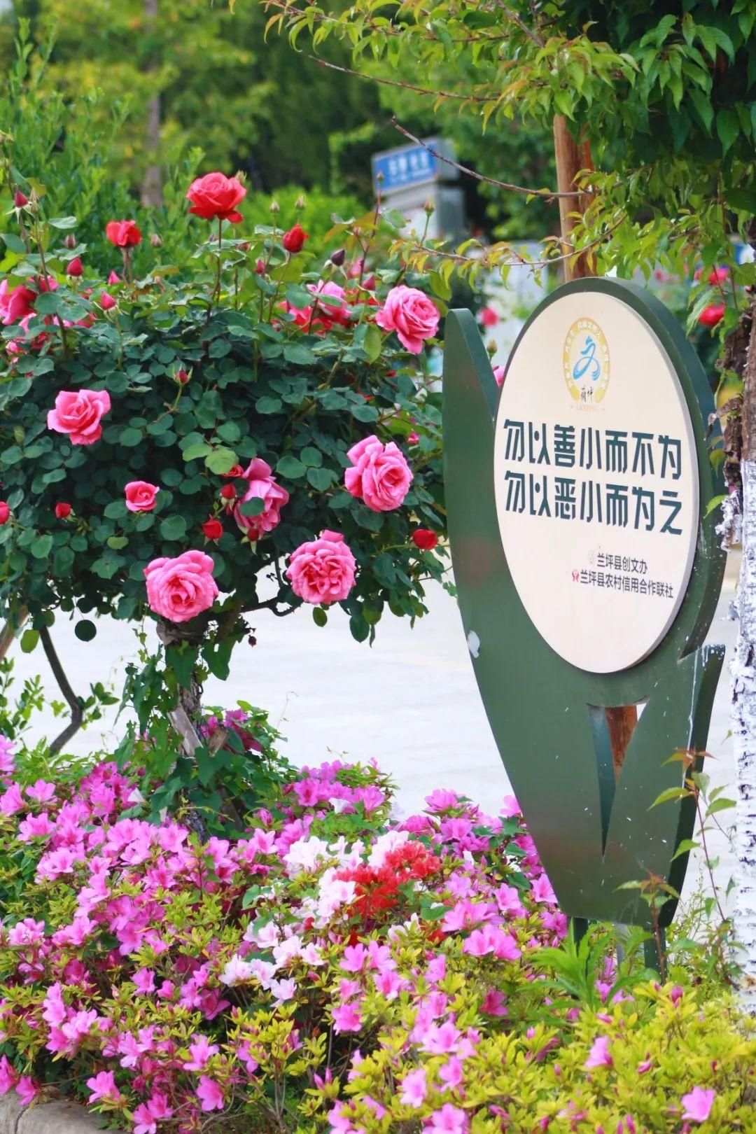 【怒江旅游】五月赏花来兰坪，月季花开香满城