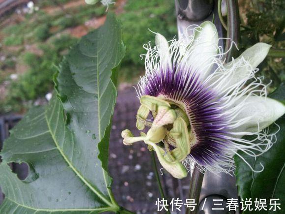 这种水果太好养,1粒种子就能爬满阳台,年年都有水果吃!
