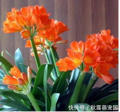 “3种花”不要随便送人，多养几盆在家，不仅旺宅还招财！