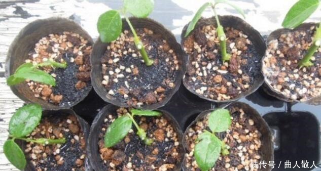 扦插月季不生根用它捂一捂,过几天“冒白根”,变成月季大户!