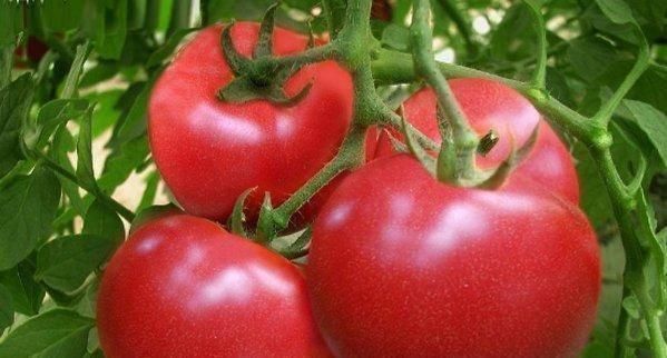 鸡蛋|西红柿的最佳搭配不是鸡蛋和此物一起搭配,百病远离你