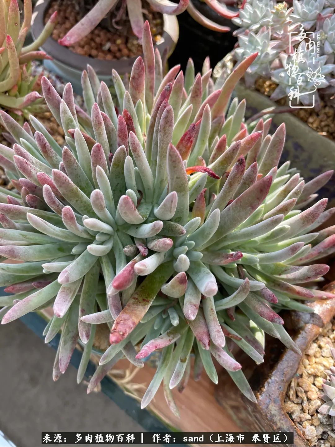 带着200多盆多肉，三个月搬两次家，是一种怎样的体验