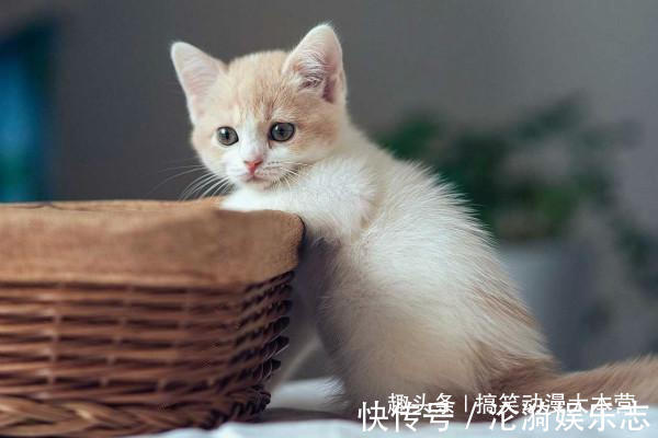 |搞笑幽默我老婆出差回来,喊道你怎么把别的女人带回家里来