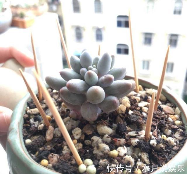 多肉|养多肉的盆土板结硬邦邦不想换盆怎么办一根牙签,一根吸管搞定