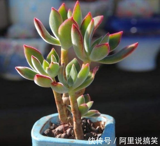 技巧|精挑细选32种多肉植物，1分钟掌握养护技巧，非常实用