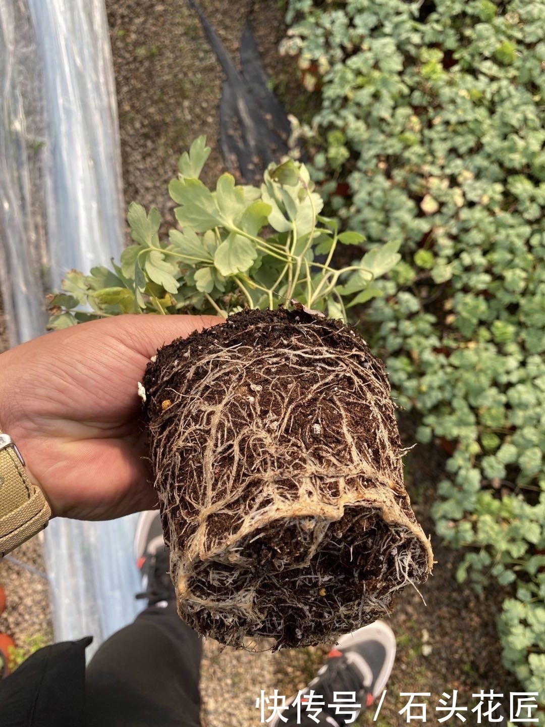 仙气|名字叫做“耧斗菜”,花朵却又“仙气飘飘”,今年的网红花