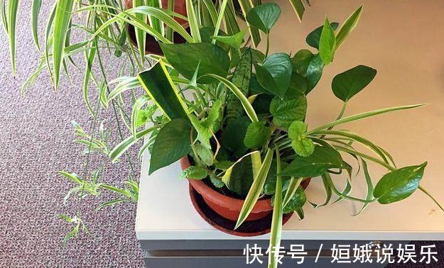 秋天|秋天，可以扦插了，花卉这样扦插很快就发芽长根，插啥都能活