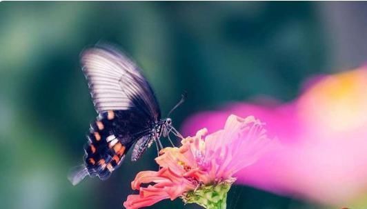 宋词之前最美的一首《蝶恋花》,意境美,韵味足,是词坛千古名篇