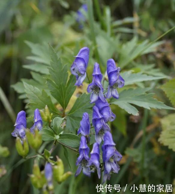 “美丽有毒”的植物，快来认识11种“毒花毒果”，不吃亏不上当