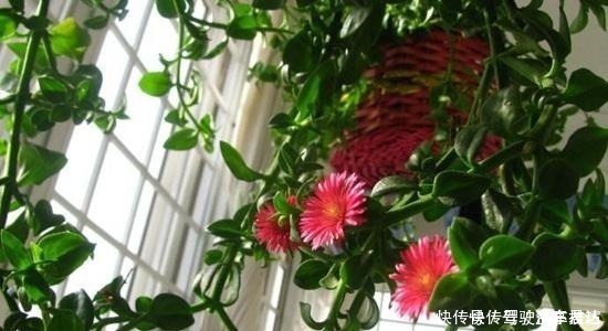 皮实|这6种“皮实”的花草,好养又省心,不用费心管理,也能旺盛生长!